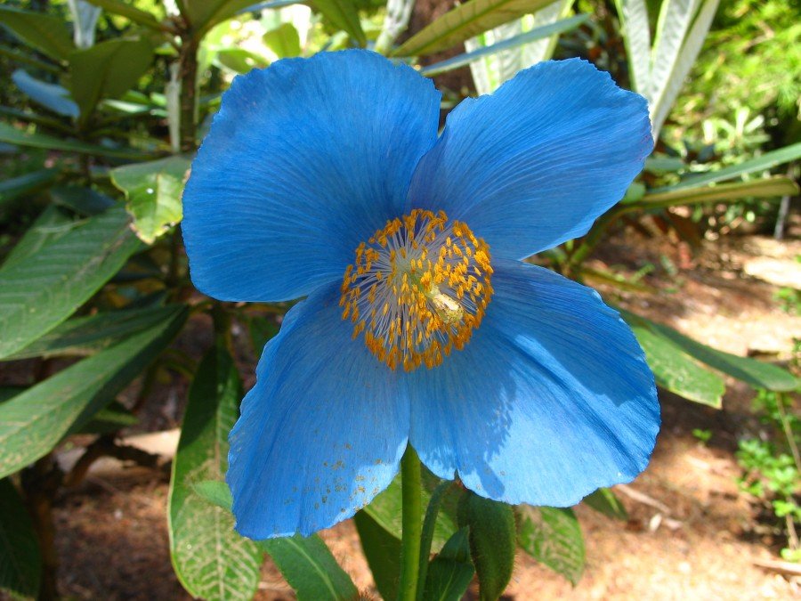 🌸 가미미요리 수생식물원(가미미요리 스이세이쇼쿠부츠엔) 이미지 7